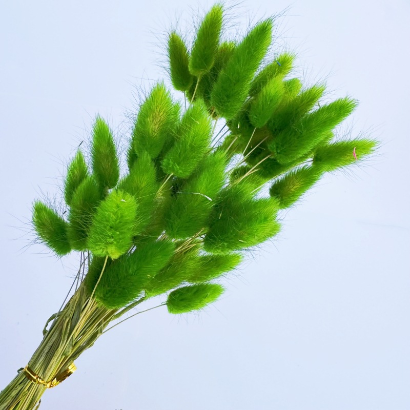 Bunny tail flowers b