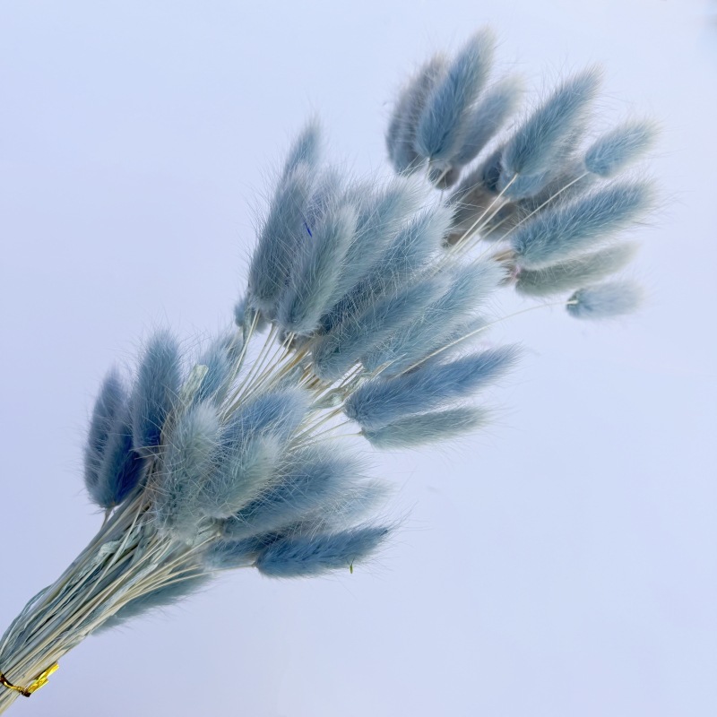 Bunny tail flowers