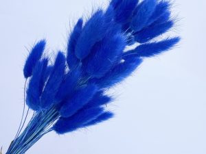 Bunny tail flowers a