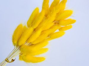 Bunny tail flower